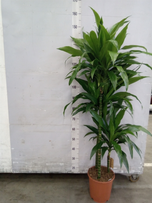 <h4>Dracaena frag. 'Janet Craig'</h4>