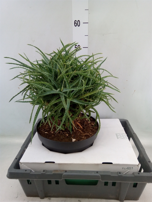 <h4>Aloe arborescens</h4>