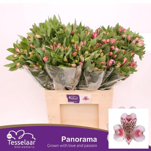 <h4>ALSTR PANORAMA</h4>