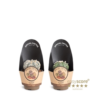 ASTROPHYTYM MYRIOSTIGMA