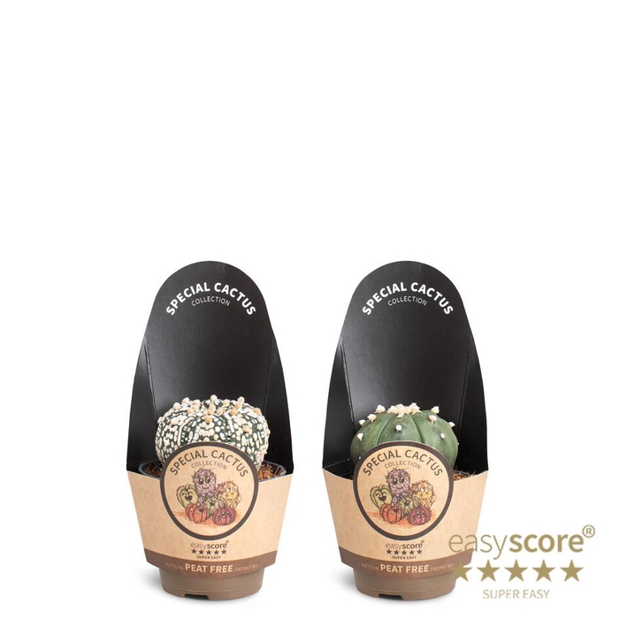 <h4>ASTROPHYTYM MYRIOSTIGMA</h4>