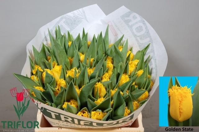 <h4>TU FR GOLDEN STATE</h4>