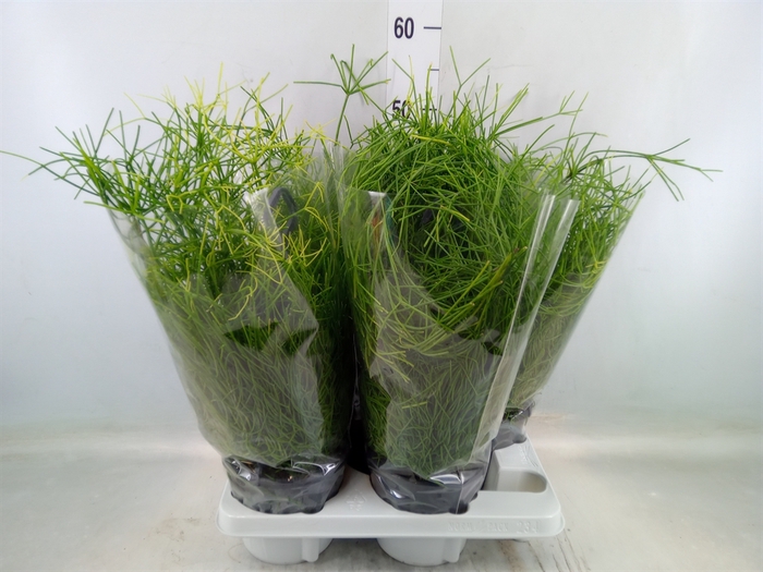 <h4>Rhipsalis baccifera 'Oasis'</h4>