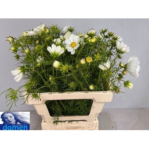 COSMOS BIPINNATUS