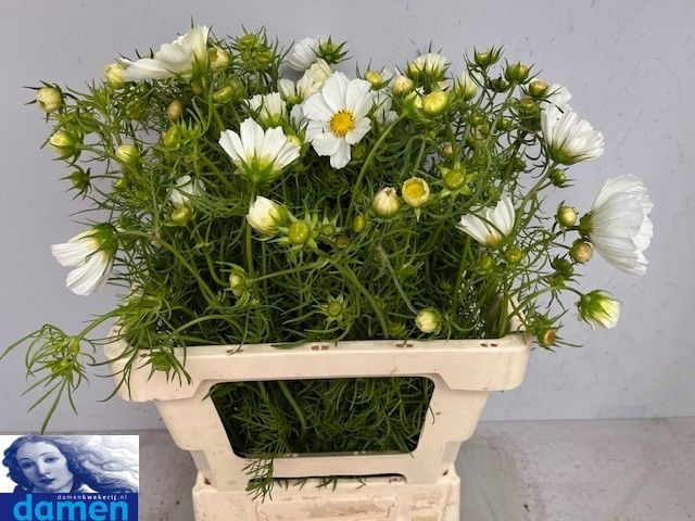<h4>COSMOS BIPINNATUS</h4>