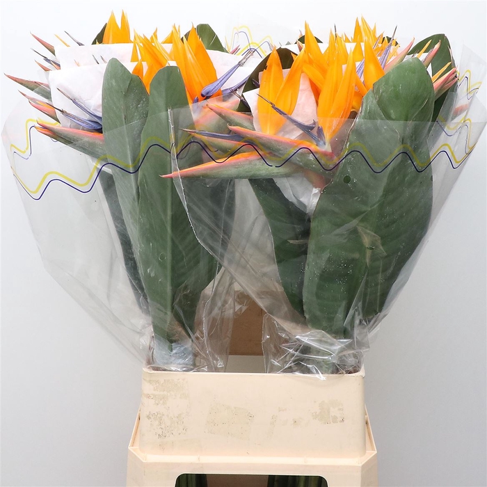 <h4>Strelitzia Reginae Flower</h4>