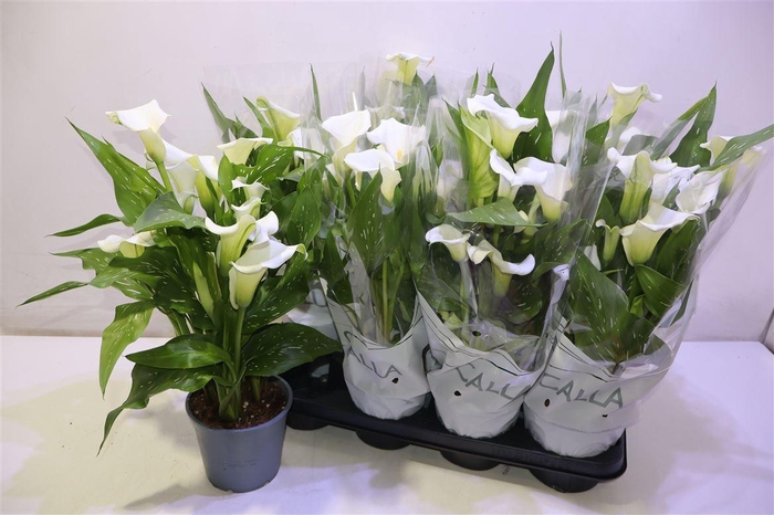 <h4>Zant Capt Fresco</h4>