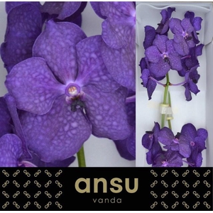 VANDA NI DEEP BLUE