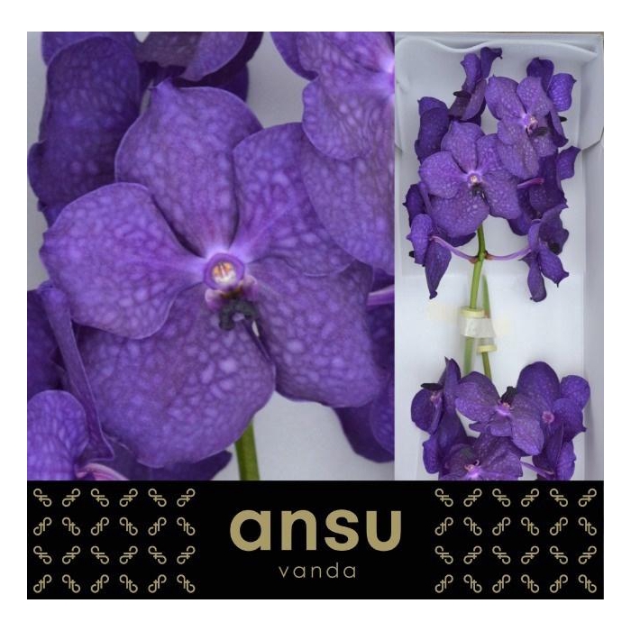 <h4>Vanda Ni Deep Blue</h4>