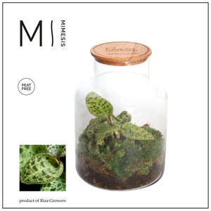 Mimesis Jewel Orchid KARMA Emerald - Terrarium Bottled