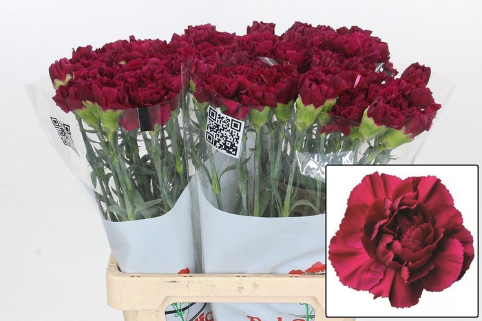 <h4>DI ST GHEMME</h4>