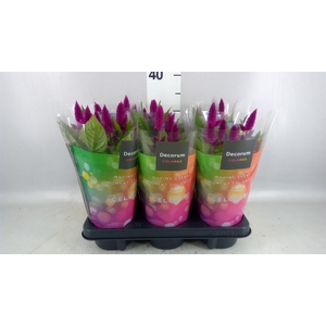 Celosia spic. 'Deep Purple'