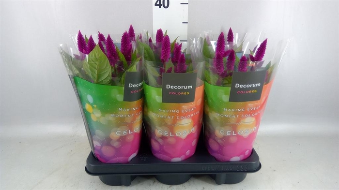 <h4>Celosia spic. 'Deep Purple'</h4>
