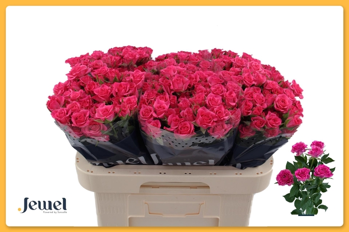 <h4>R TR LIANNE</h4>