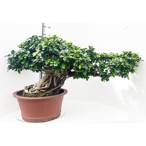 Ficus retusa, pot 55cm. Height 90cm.( single item)