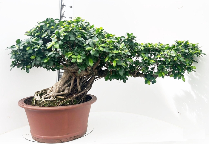 <h4>Ficus retusa, pot 55cm. Height 90cm.( single item)</h4>
