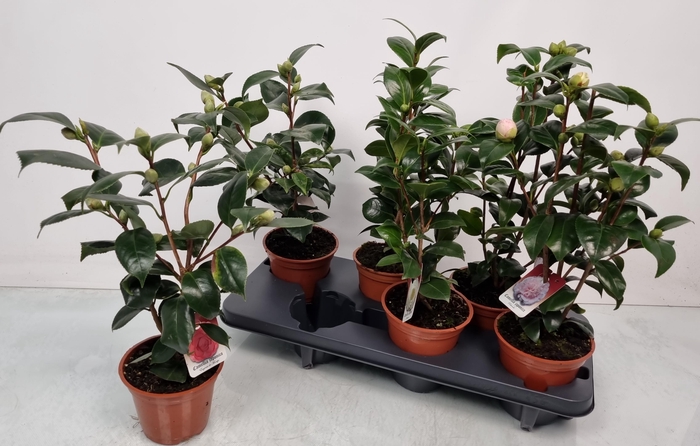 <h4>CAMELLIA JAPONICA</h4>