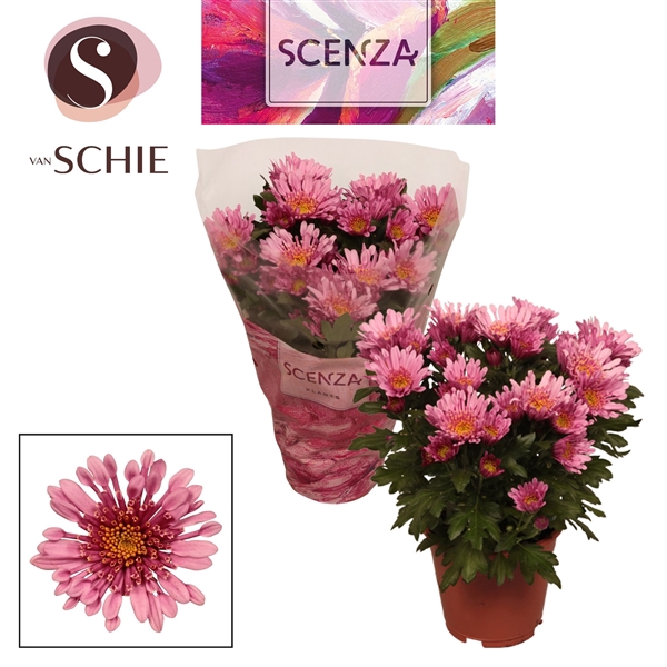 Chrysanne® Anemona Pink SCENZA