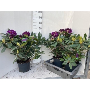 RHOD PO MARCEL MENAR