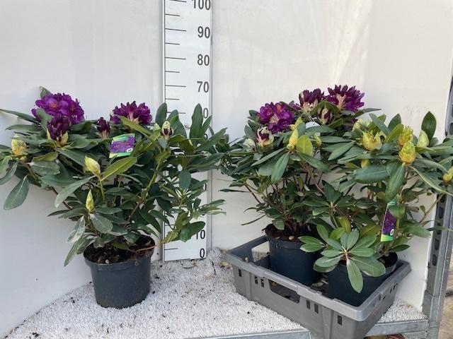 <h4>RHOD PO MARCEL MENAR</h4>