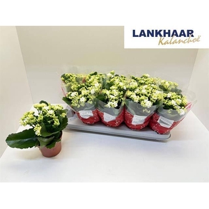 KAL GE PERFECTA WHIT