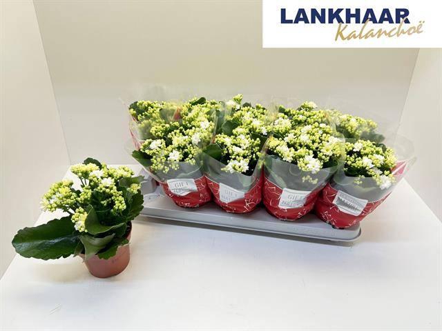 <h4>KAL GE PERFECTA WHIT</h4>