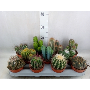 Cactus   ...mix
