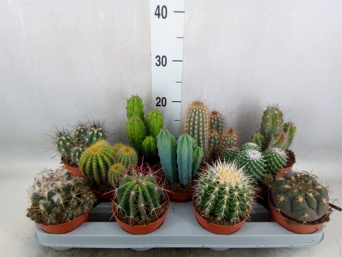 <h4>Cactus   ...mix</h4>