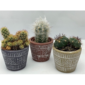 Cactus gemengd