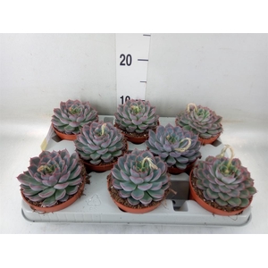 Echeveria  'Hercules'