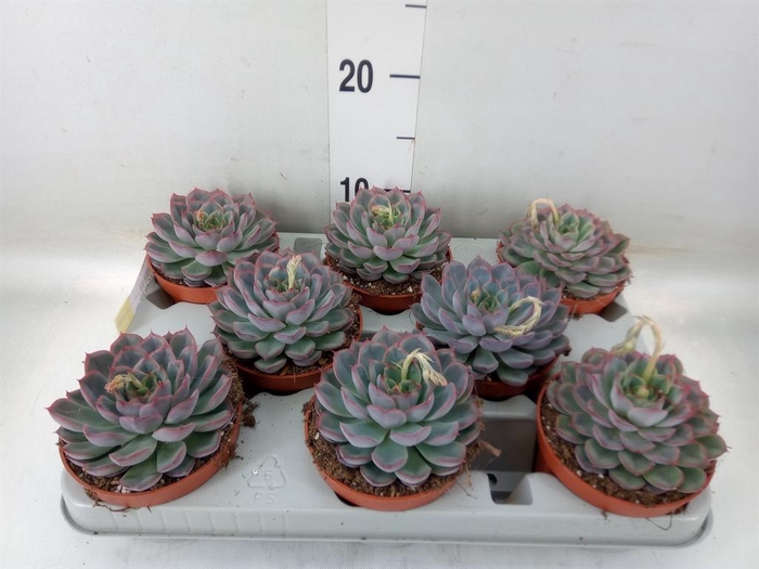 <h4>Echeveria  'Hercules'</h4>