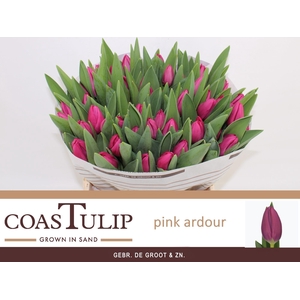 TU EN PINK ARDOUR