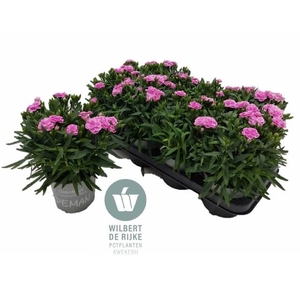 Dianthus car. 'Peman Fancy Lilac'