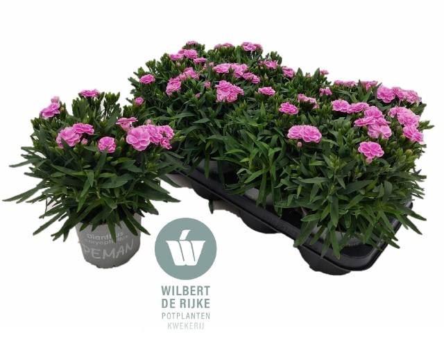 <h4>Dianthus car. 'Peman Fancy Lilac'</h4>