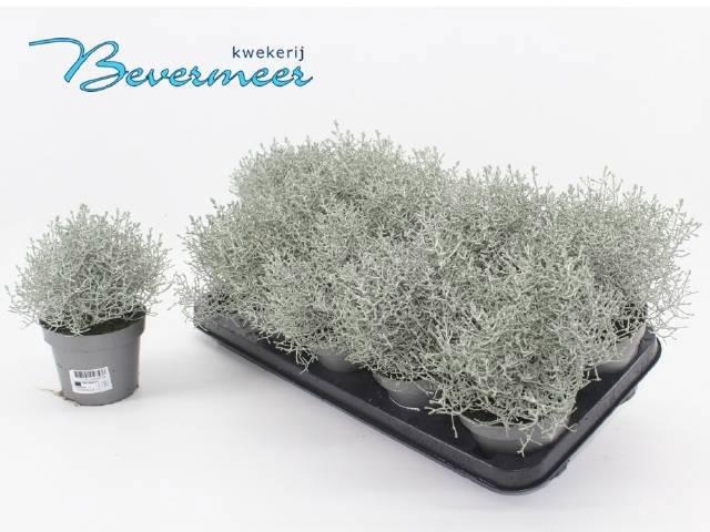 <h4>LEUCOPH CHALLENGE</h4>