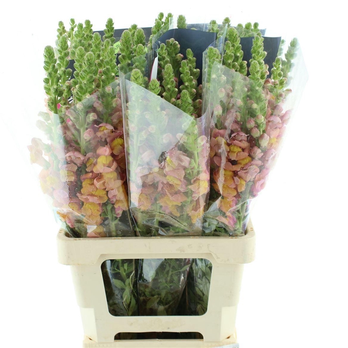 <h4>Antir Op Orange</h4>