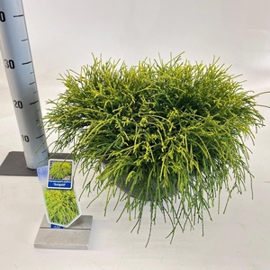 Chamaecyparis Sungold