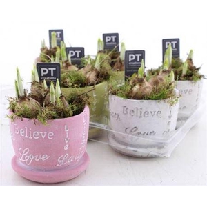 Arr N Tete A Tete In Keramieke Cups