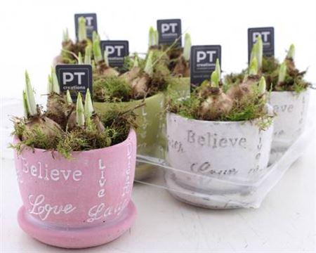 <h4>Arr N Tete A Tete In Keramieke Cups</h4>