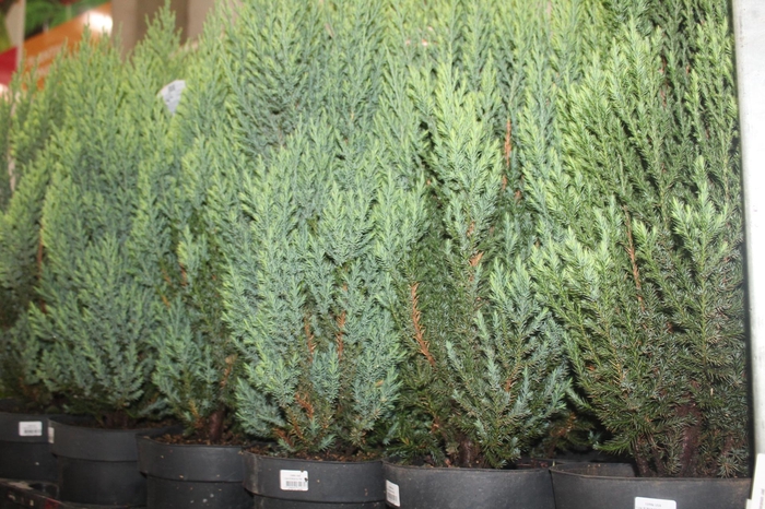 <h4>TUIA STRICKITA P20</h4>