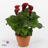 Zantedeschia Rood (Decorum)