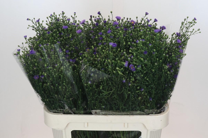 <h4>Aster Casamare</h4>