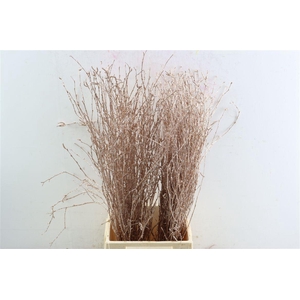 Berk 70cm Gl Champagne Pbs