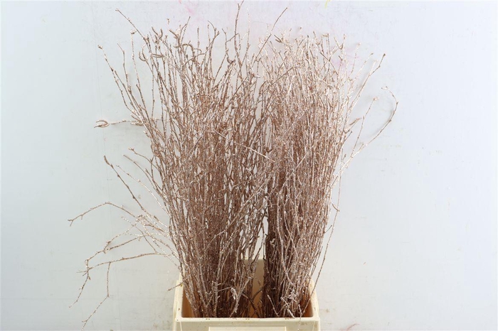 <h4>Berk 70cm Gl Champagne Pbs</h4>