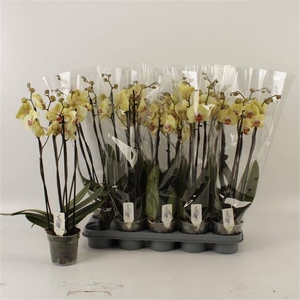 PHAL DESERT BREEZE