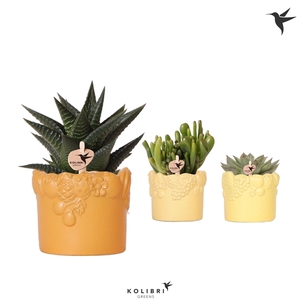 Kolibri Greens Succulenten mix in Fruity pot yellow mix