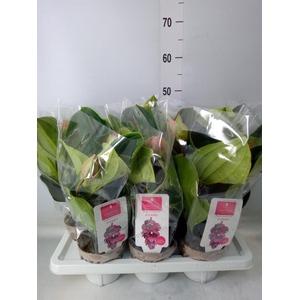 Medinilla magn. 'Candy'