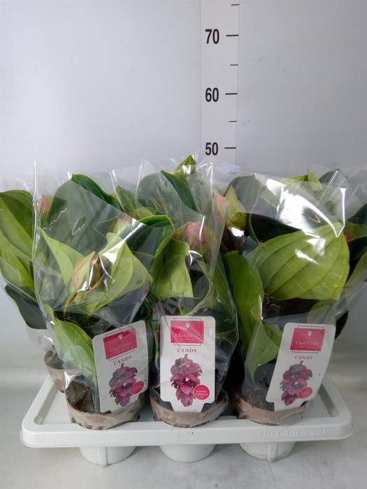 <h4>Medinilla magn. 'Candy'</h4>