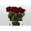 Dahlia Red Runner