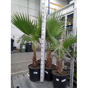 Washingtonia robusta